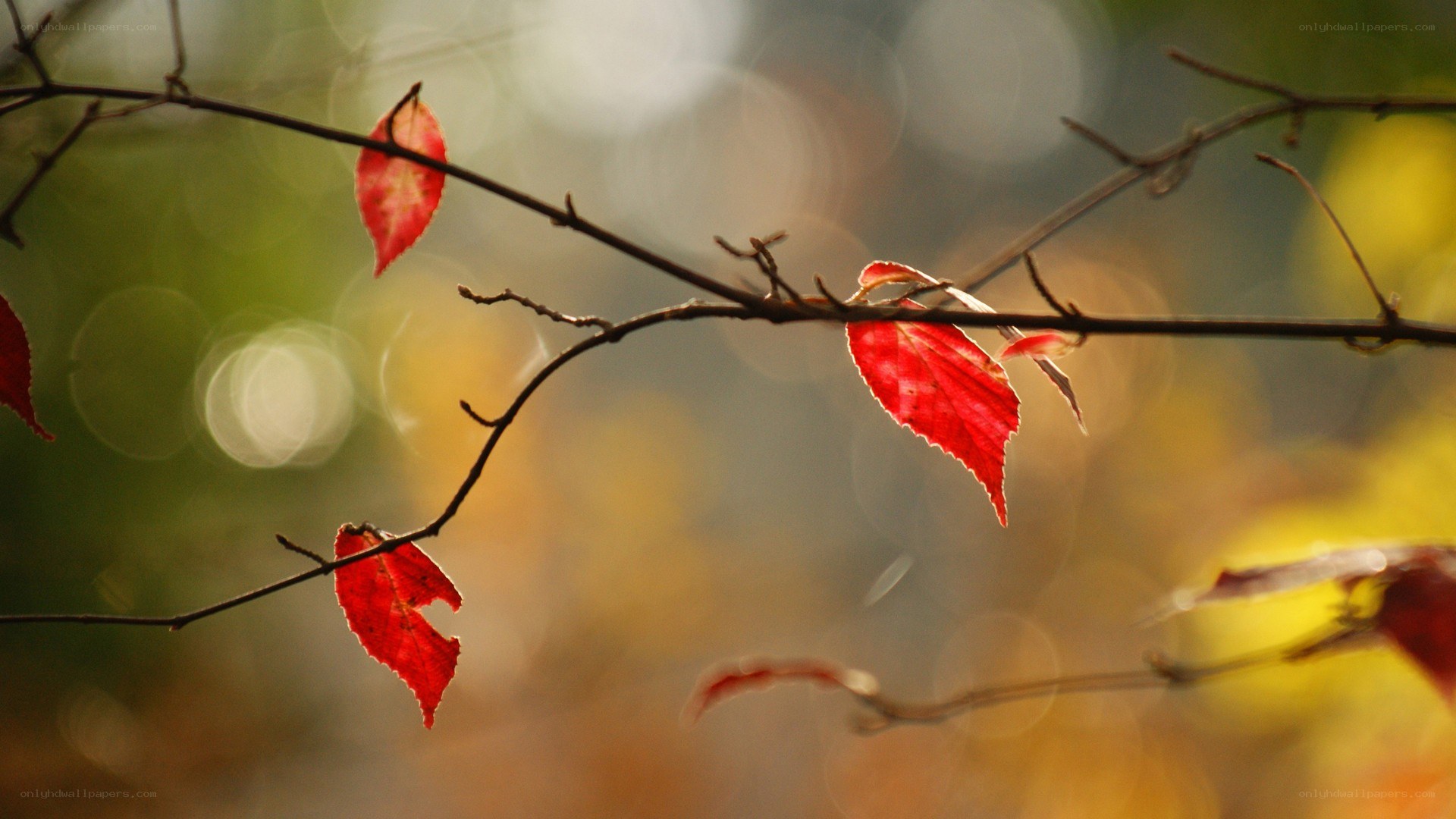 Red leaves on a branch