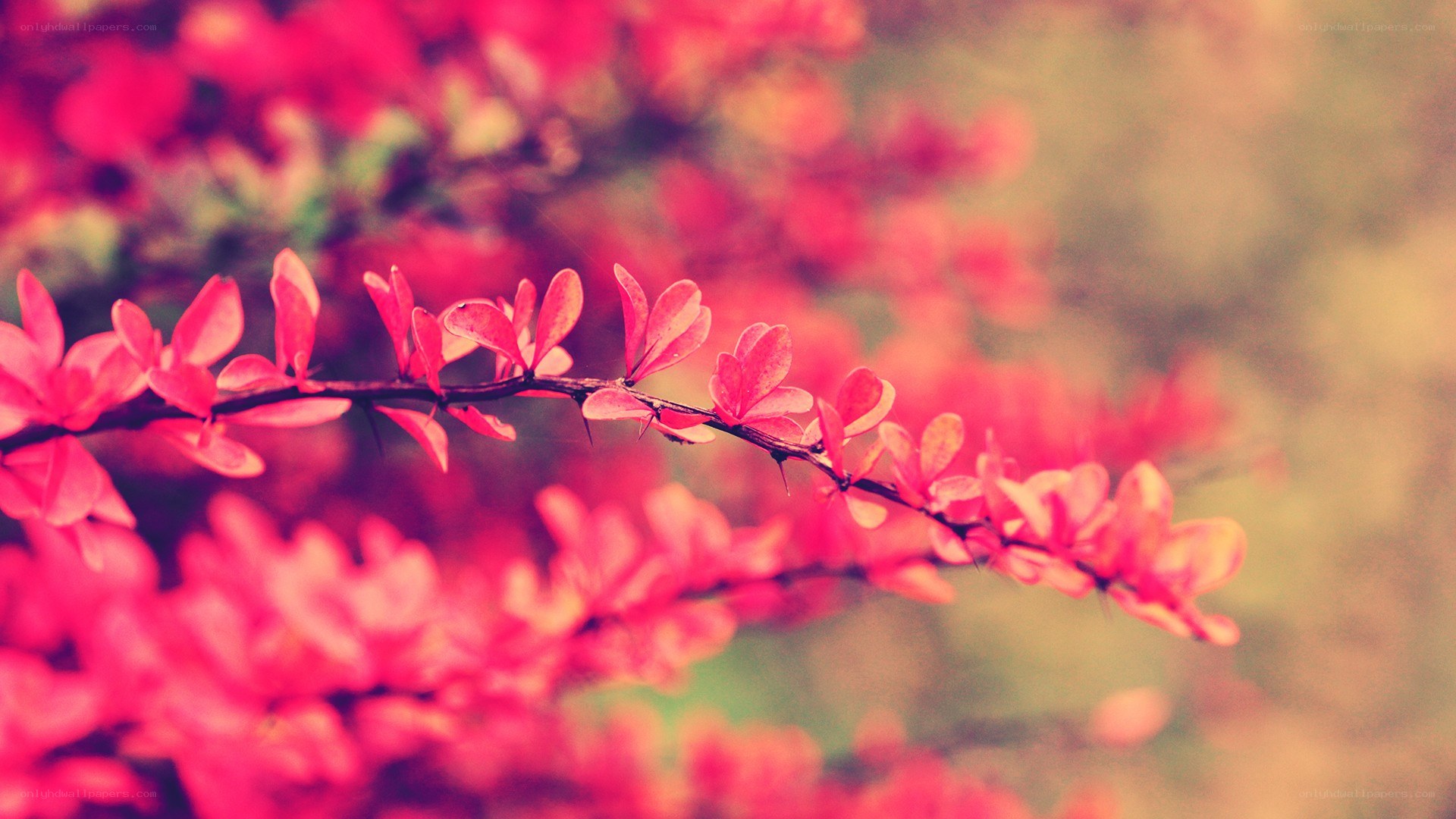 Red leaves on a branch