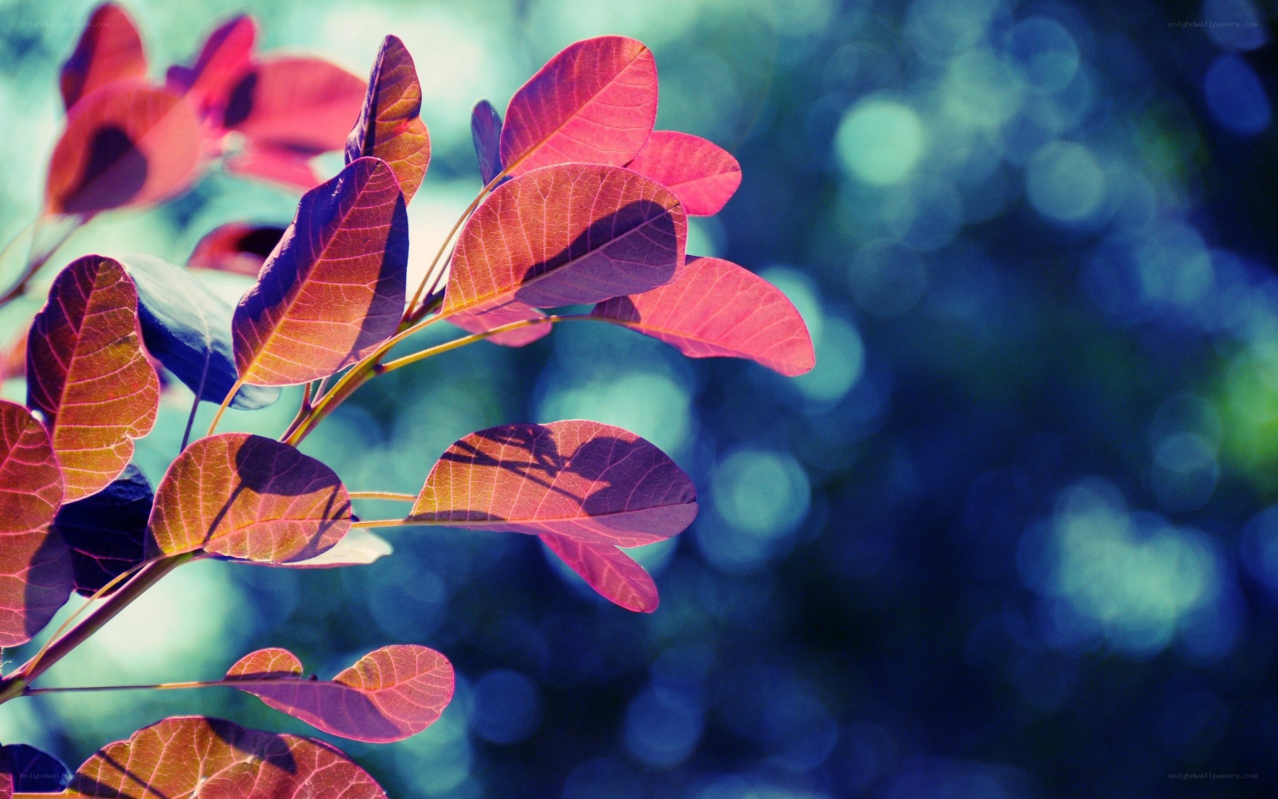 Red leaves on a branch