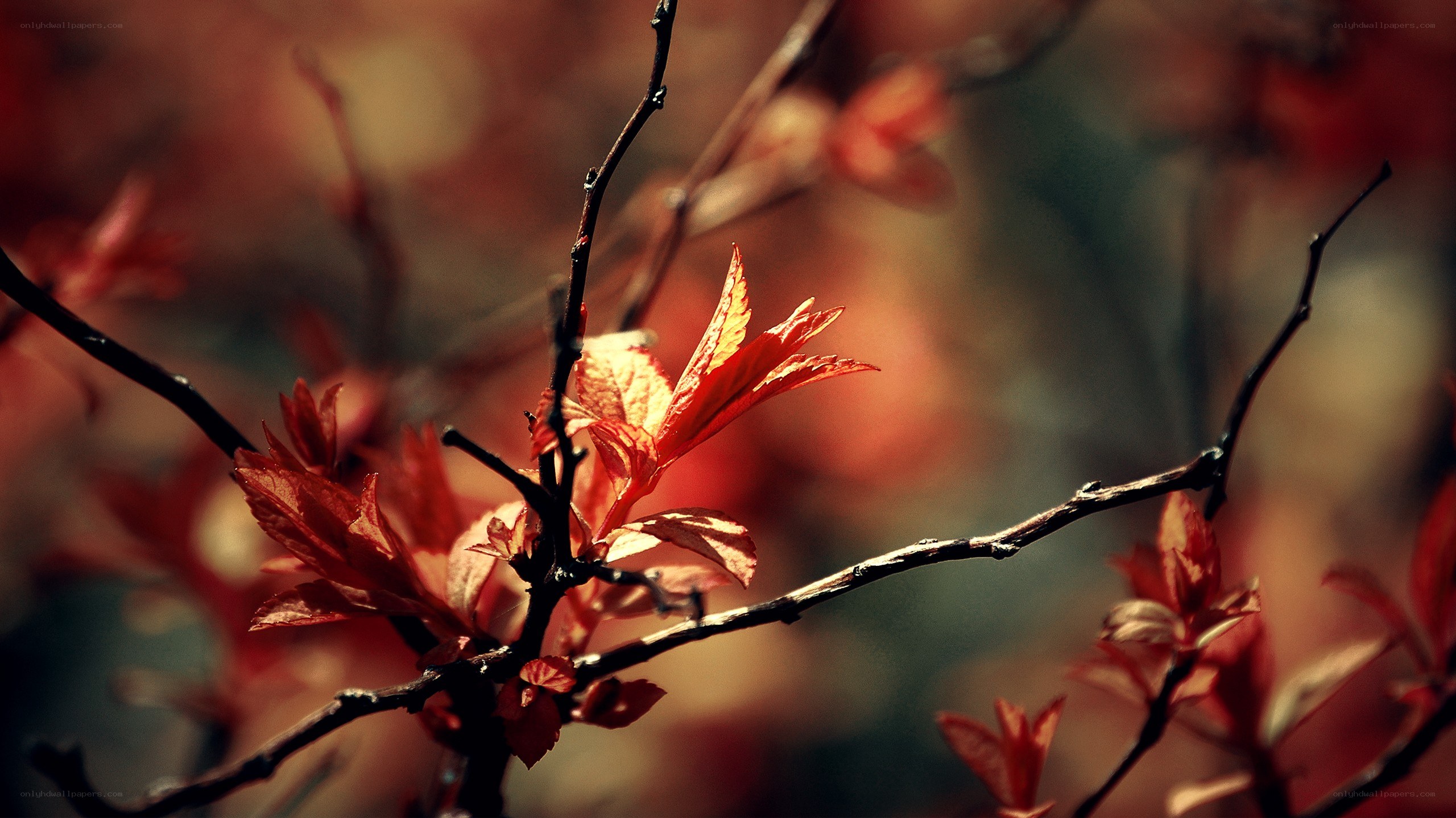 Red leaves on a branch