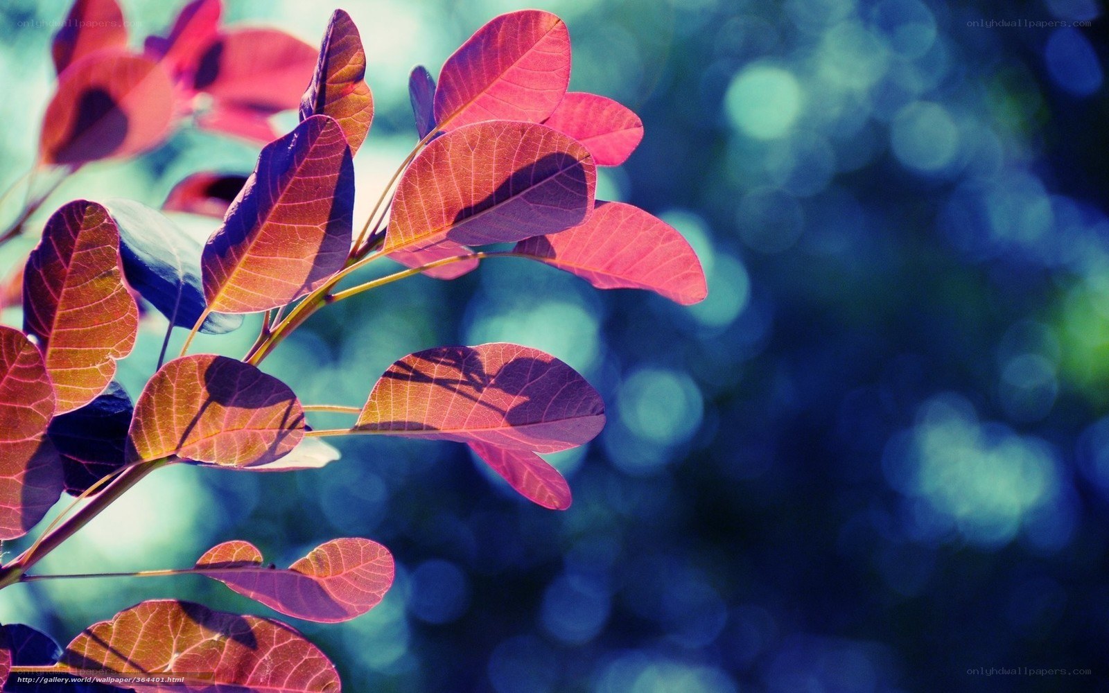 Red leaves on a branch