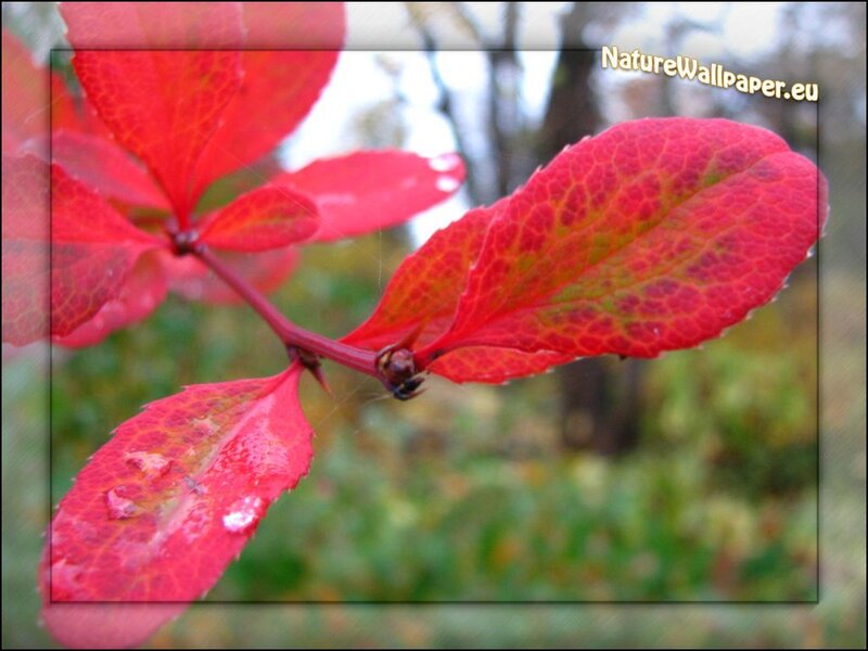 Red Leaves on a Branch — Calm, Autumn