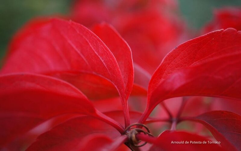 Red Leaves on a Branch — Calm