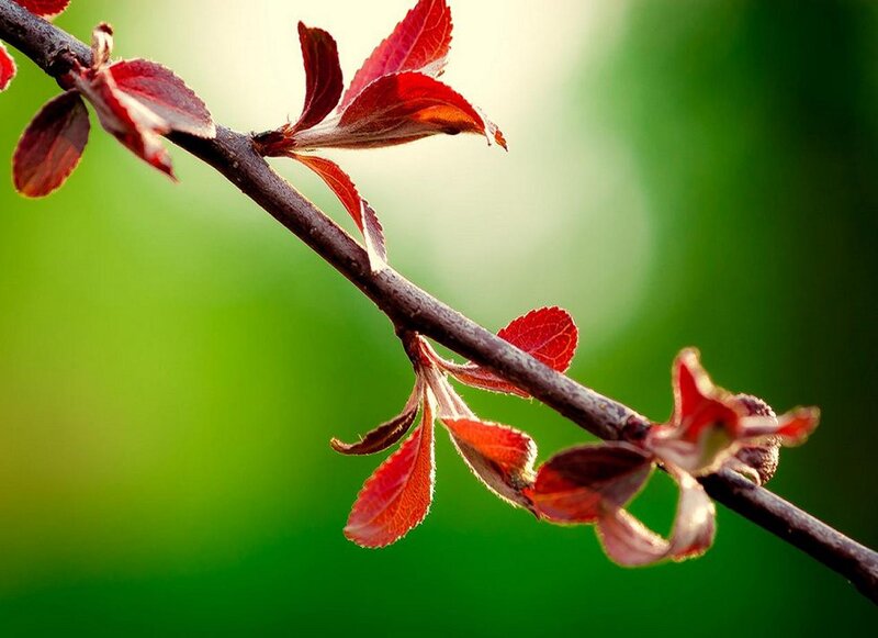 Red Leaves on a Branch — Green, Serene