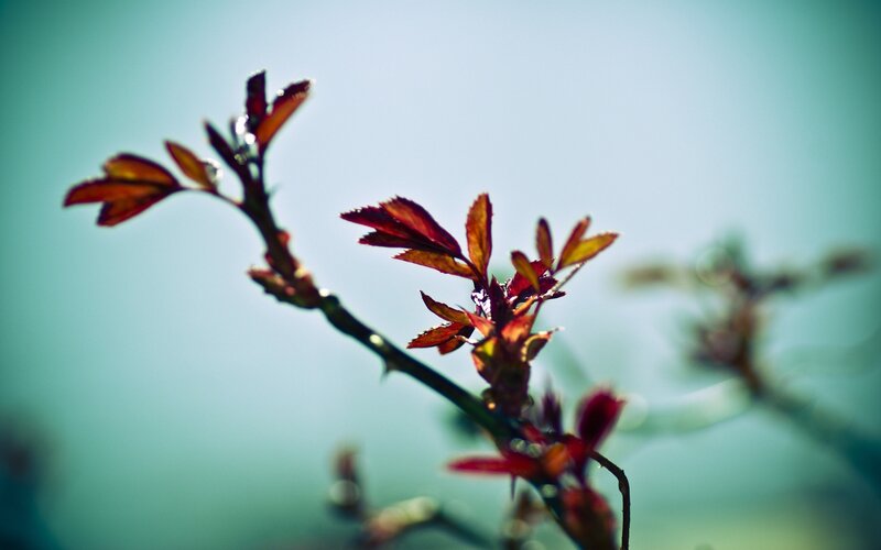 Red Leaves on a Branch — Green