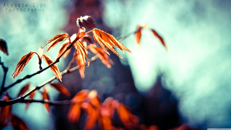 Red Leaves on a Branch — Orange