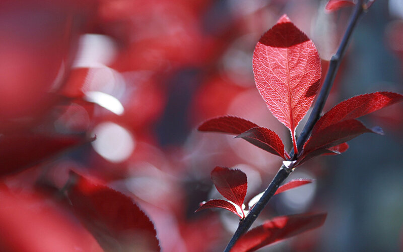 Red Leaves on a Branch — Serene, Autumn, Photograph, Bokeh