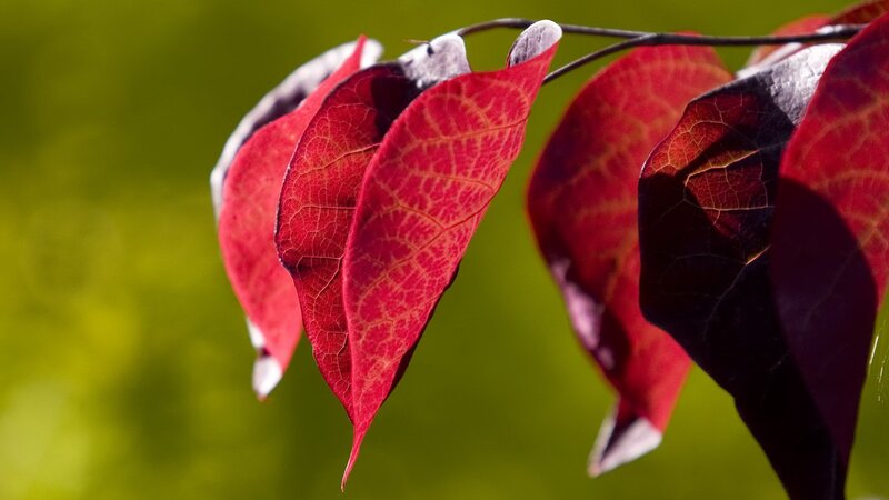 Red Leaves on a Branch — Serene, Autumn, Photograph, Green Background