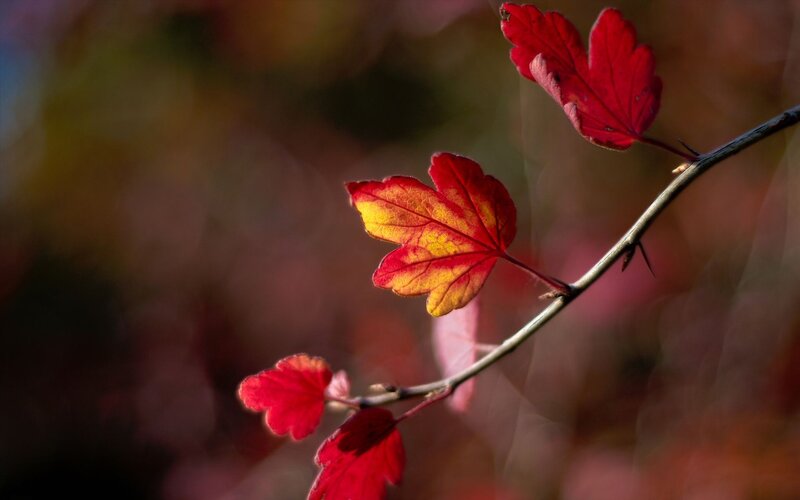 Red Leaves on a Branch — Serene, Autumn