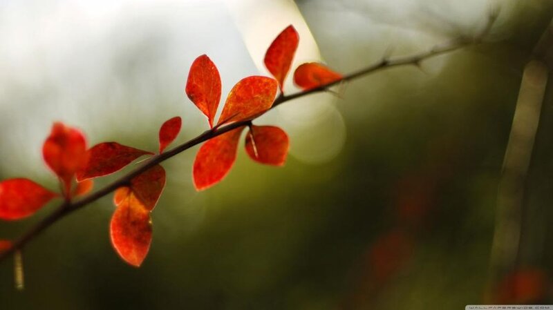 Red Leaves on a Branch — Serene