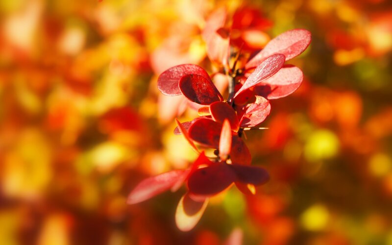 Red Leaves on a Branch — Warm