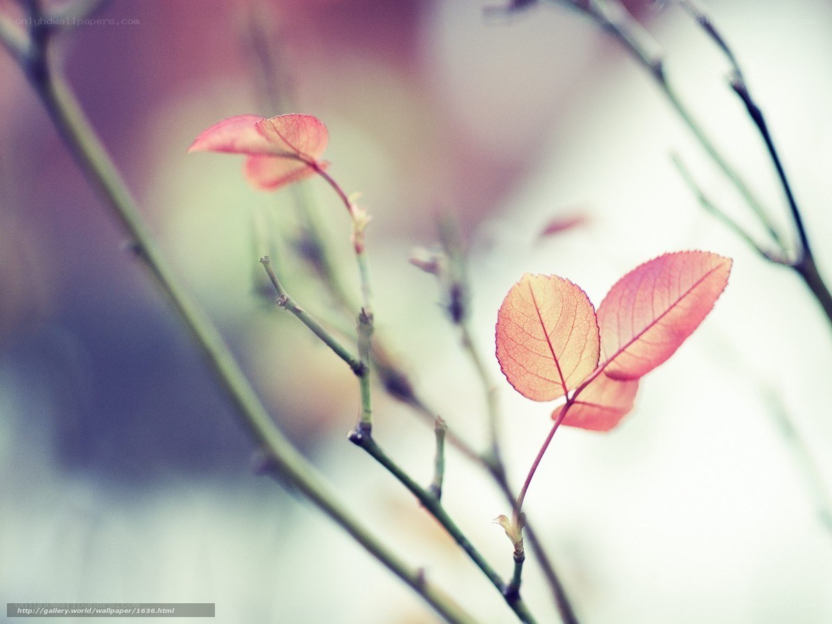 Red leaves on a branch