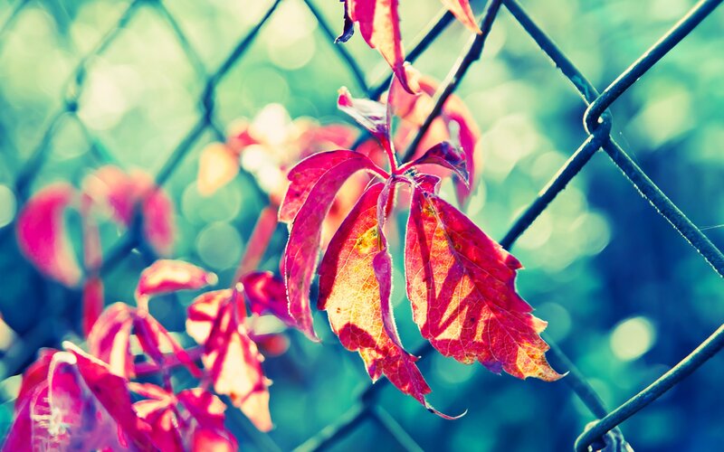 Red leaves on a chain-link fence