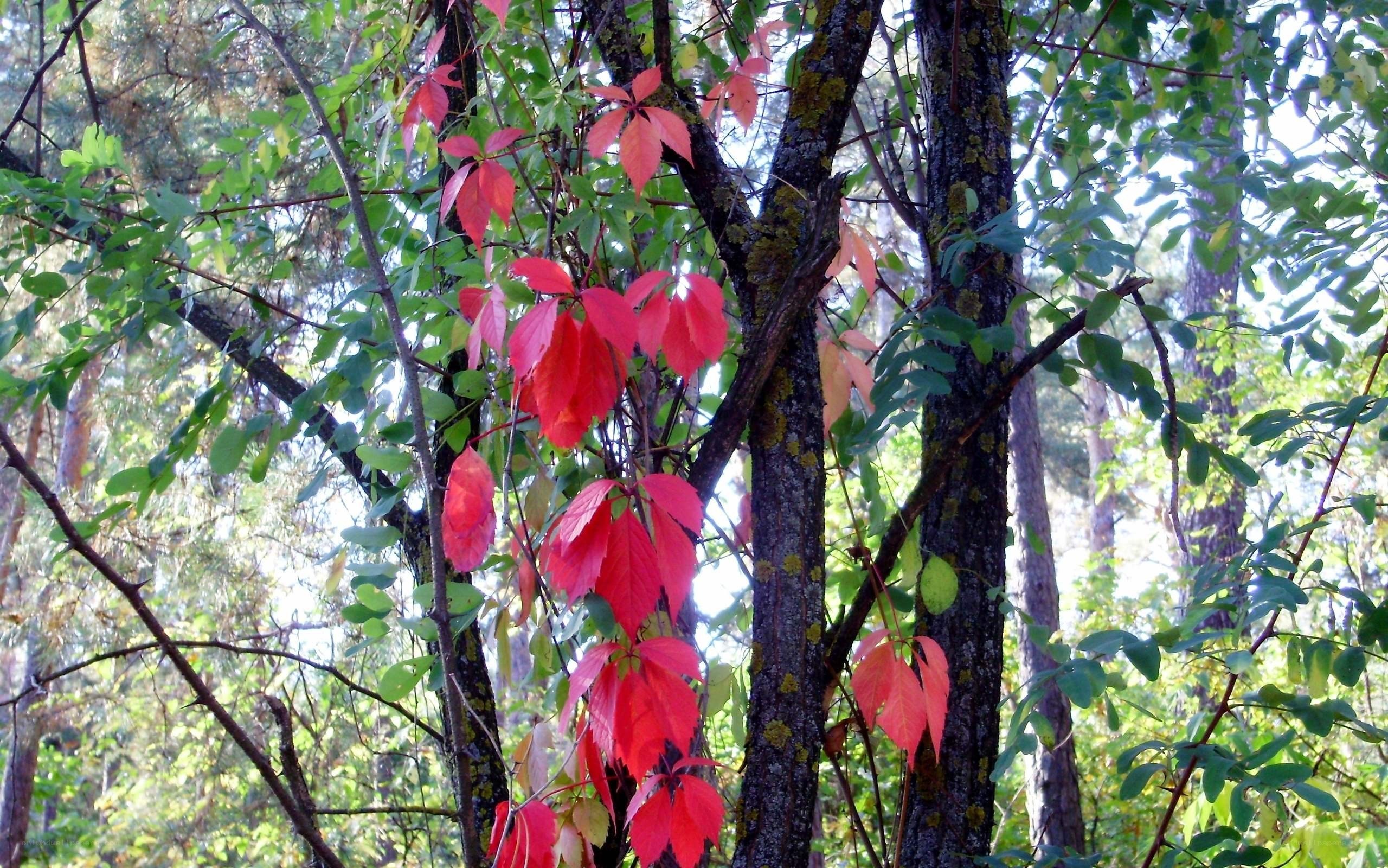 Red leaves on a forest vine
