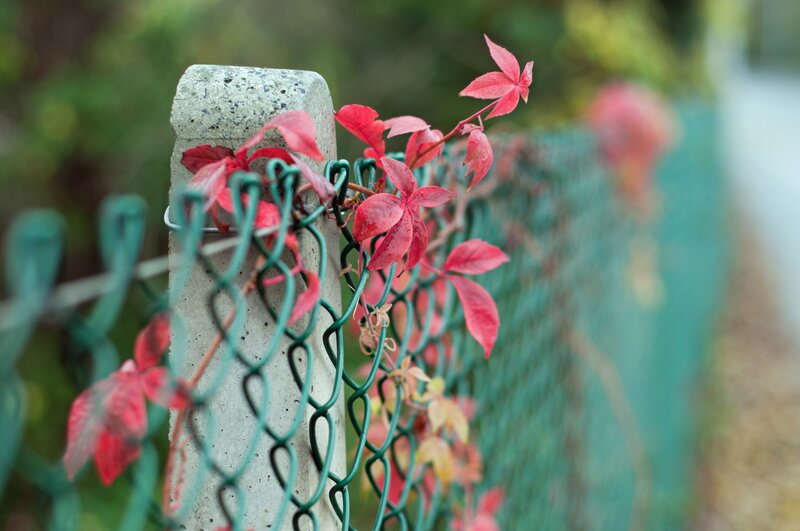 Red leaves on a green fence