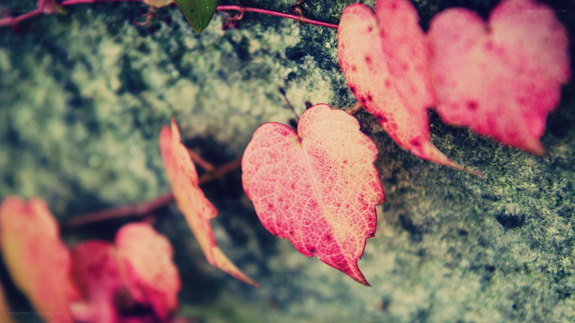 Red leaves on a stone wall