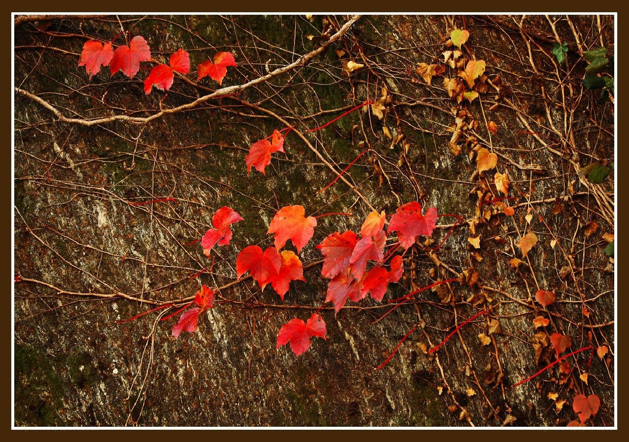 Red leaves on a stone wall