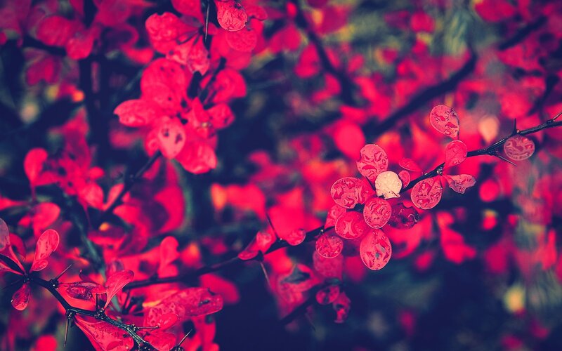 Red leaves on a thorny branch