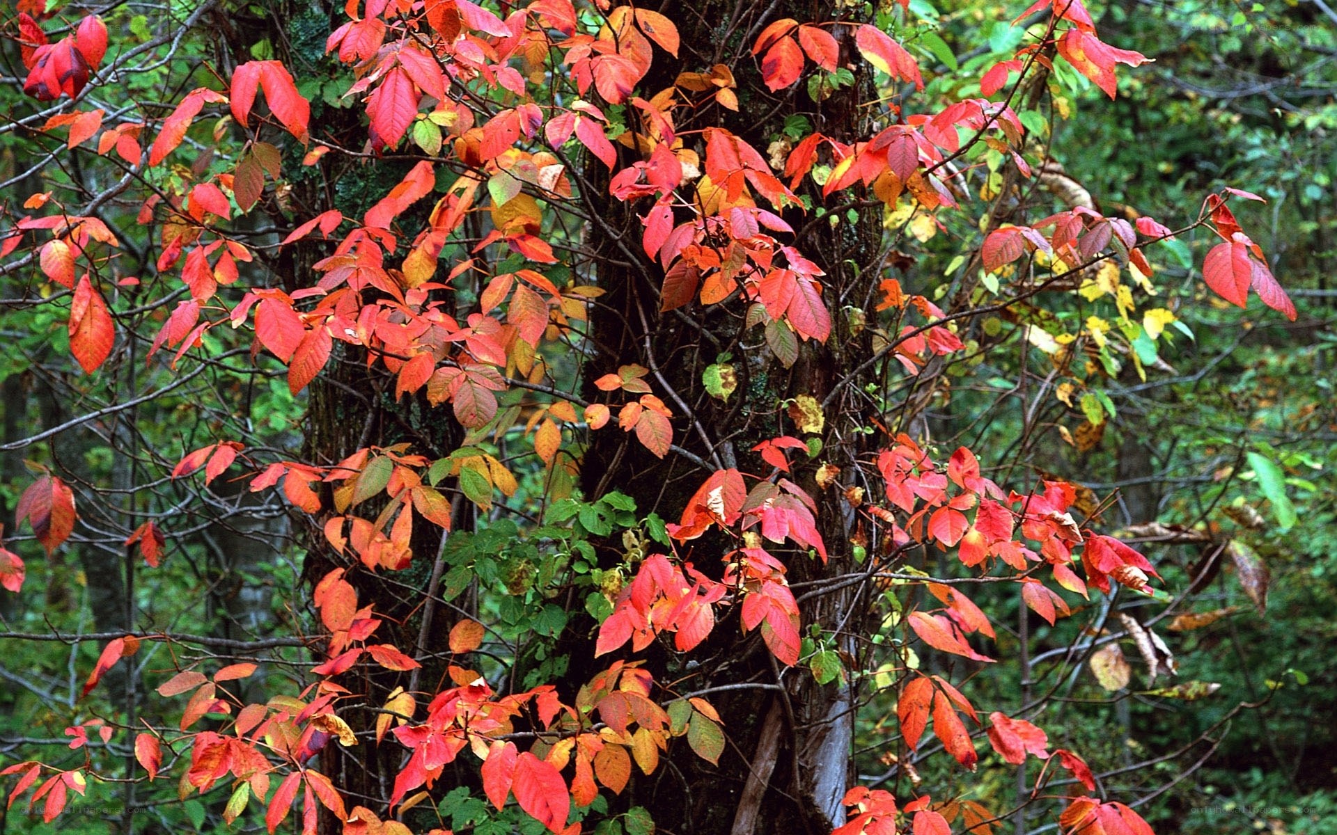 Red leaves on a tree