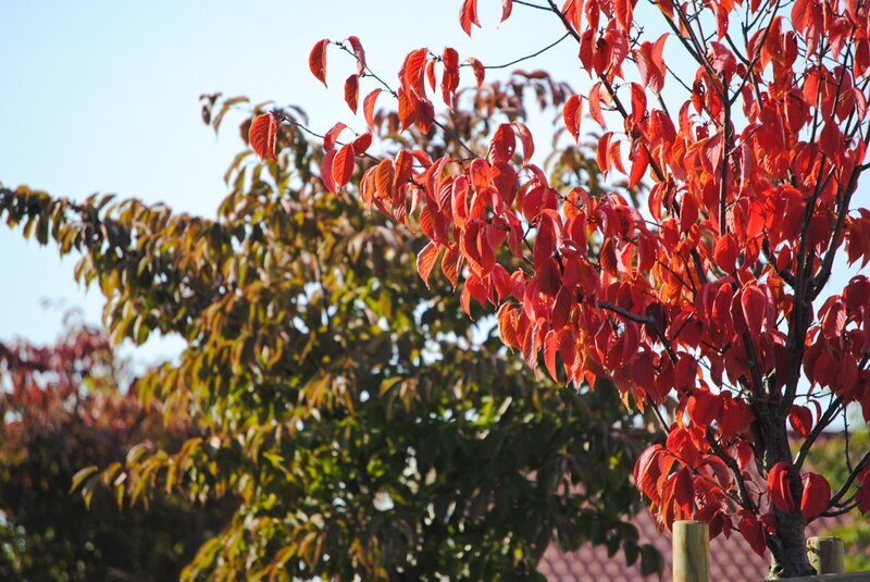 Red leaves on a tree