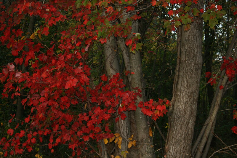 Red leaves on a tree