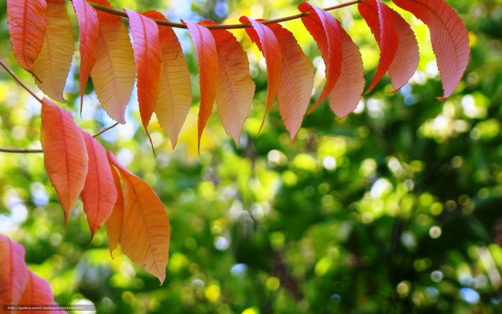 Red leaves on a tree branch