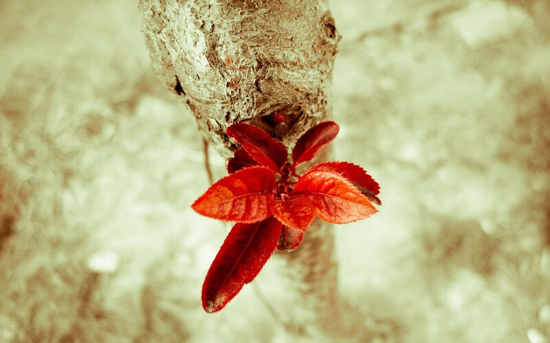Red leaves on a tree branch