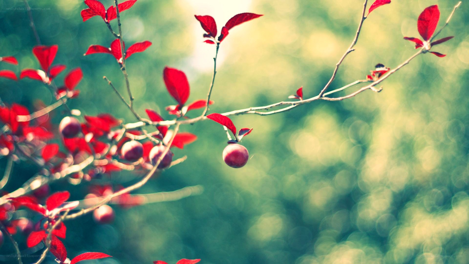 Red leaves on a tree branch