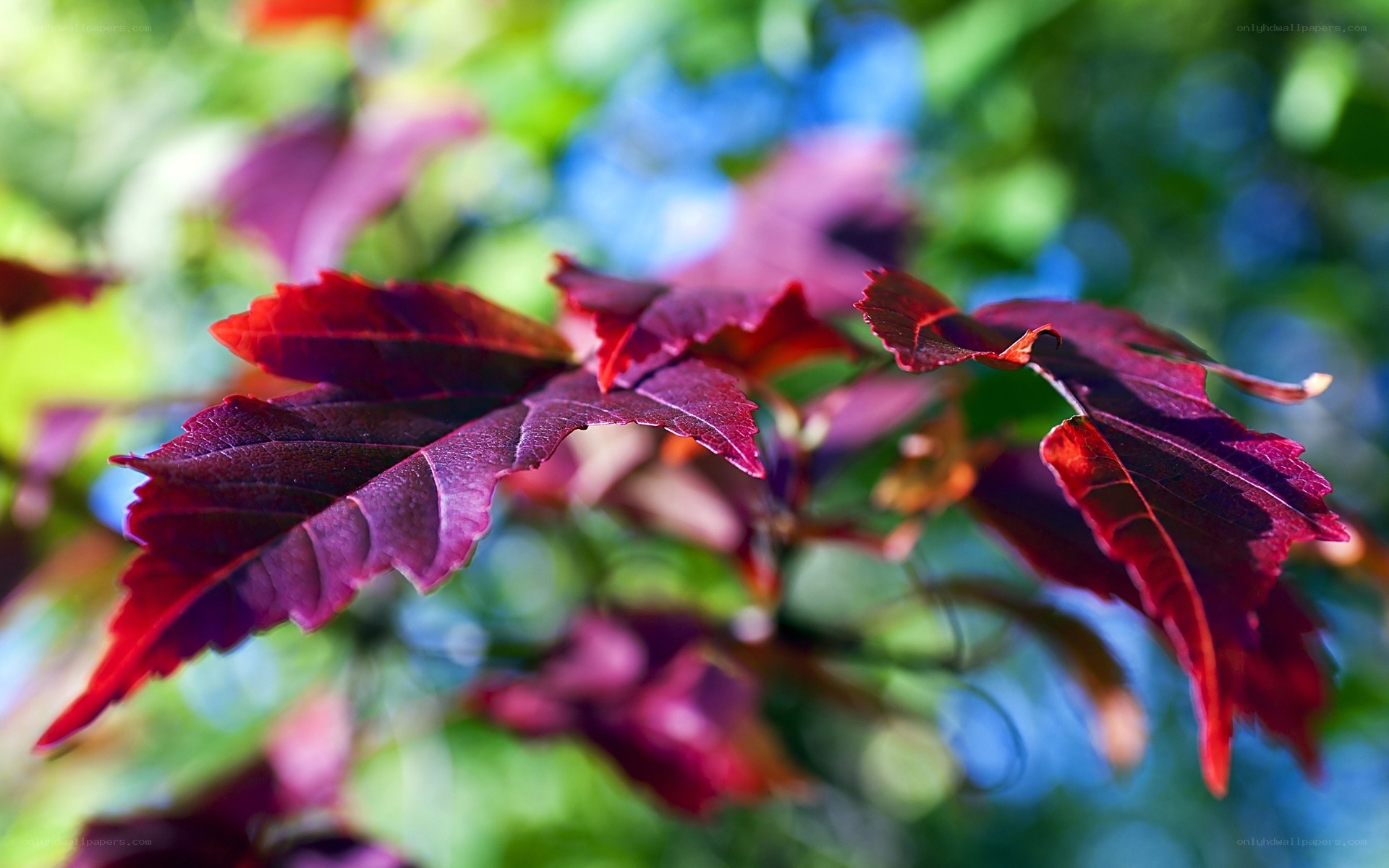 Red leaves on a tree branch