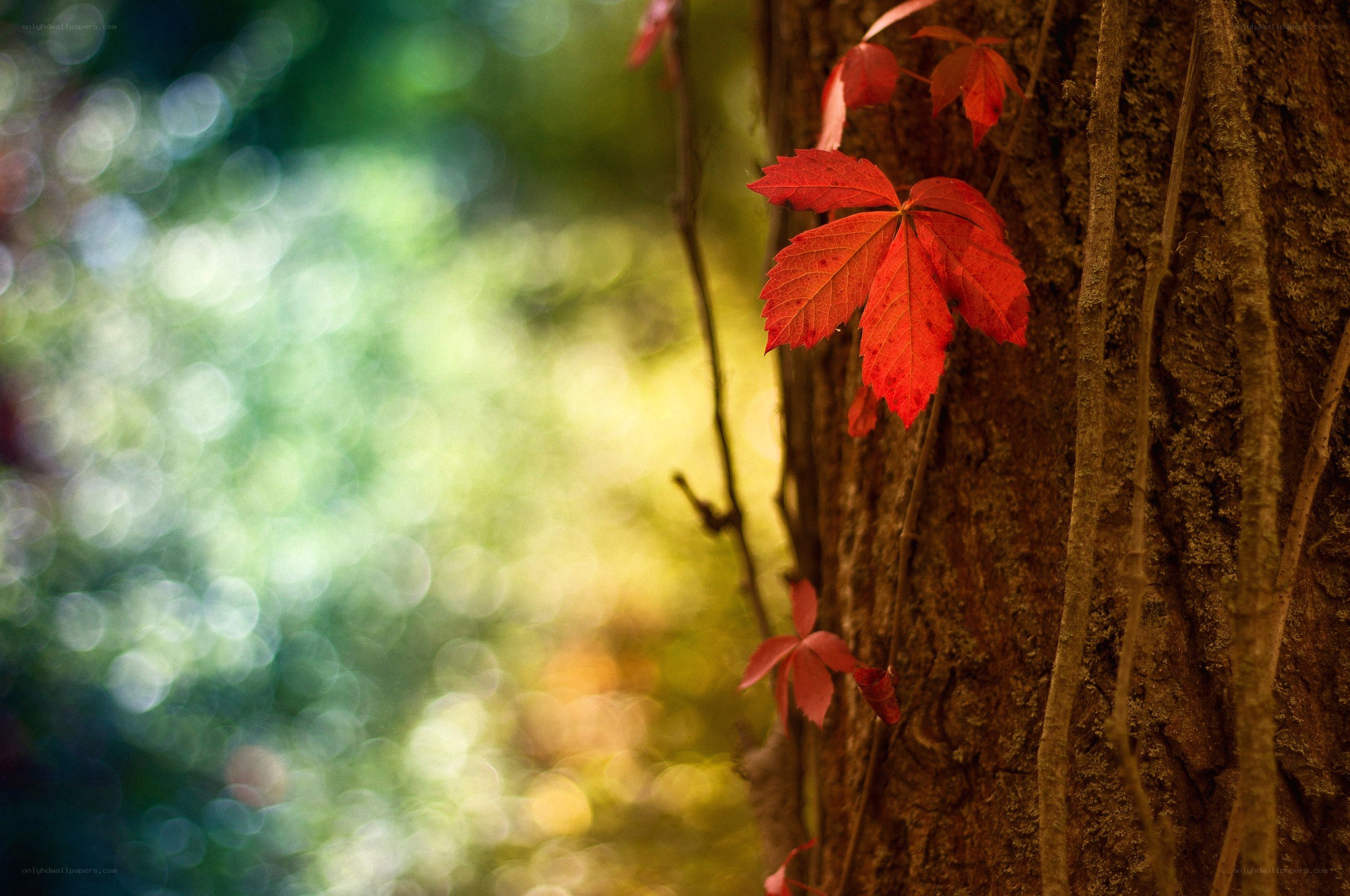 Red leaves on a tree trunk