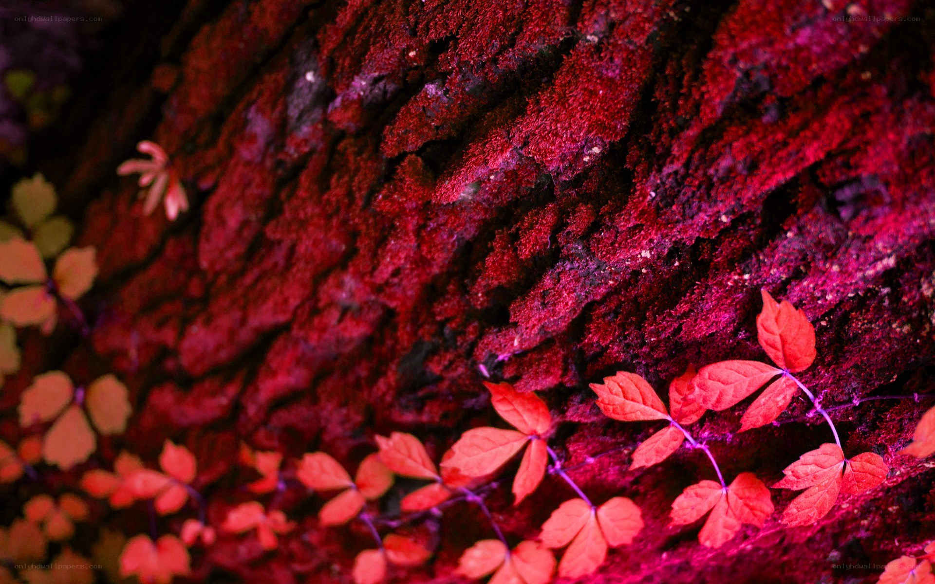 Red leaves on a tree trunk