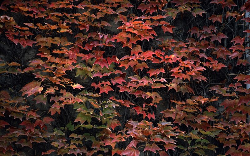 Red leaves on a wall