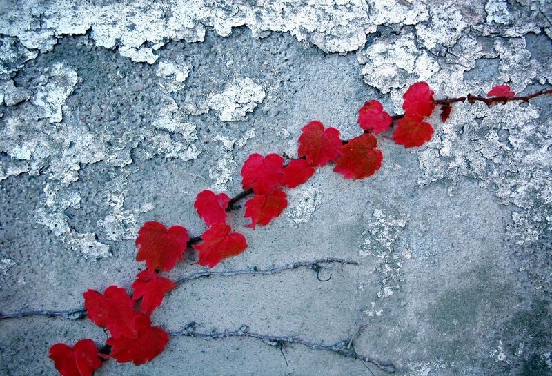 Red leaves on a weathered wall