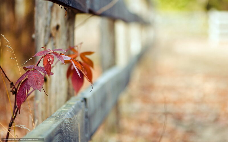 Red leaves on a wooden fence