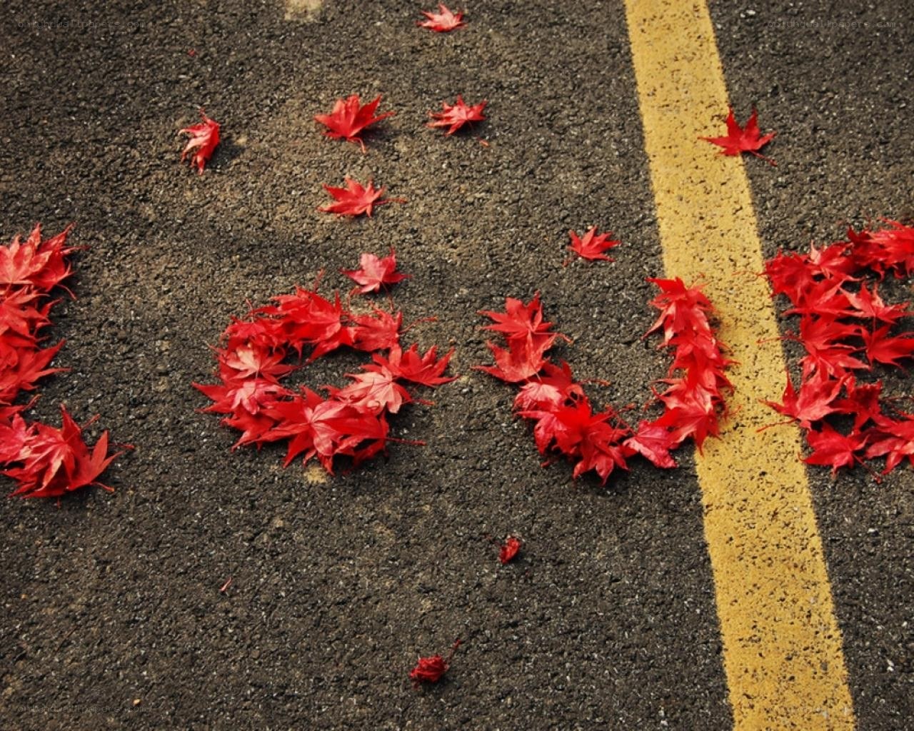 Red leaves on asphalt road
