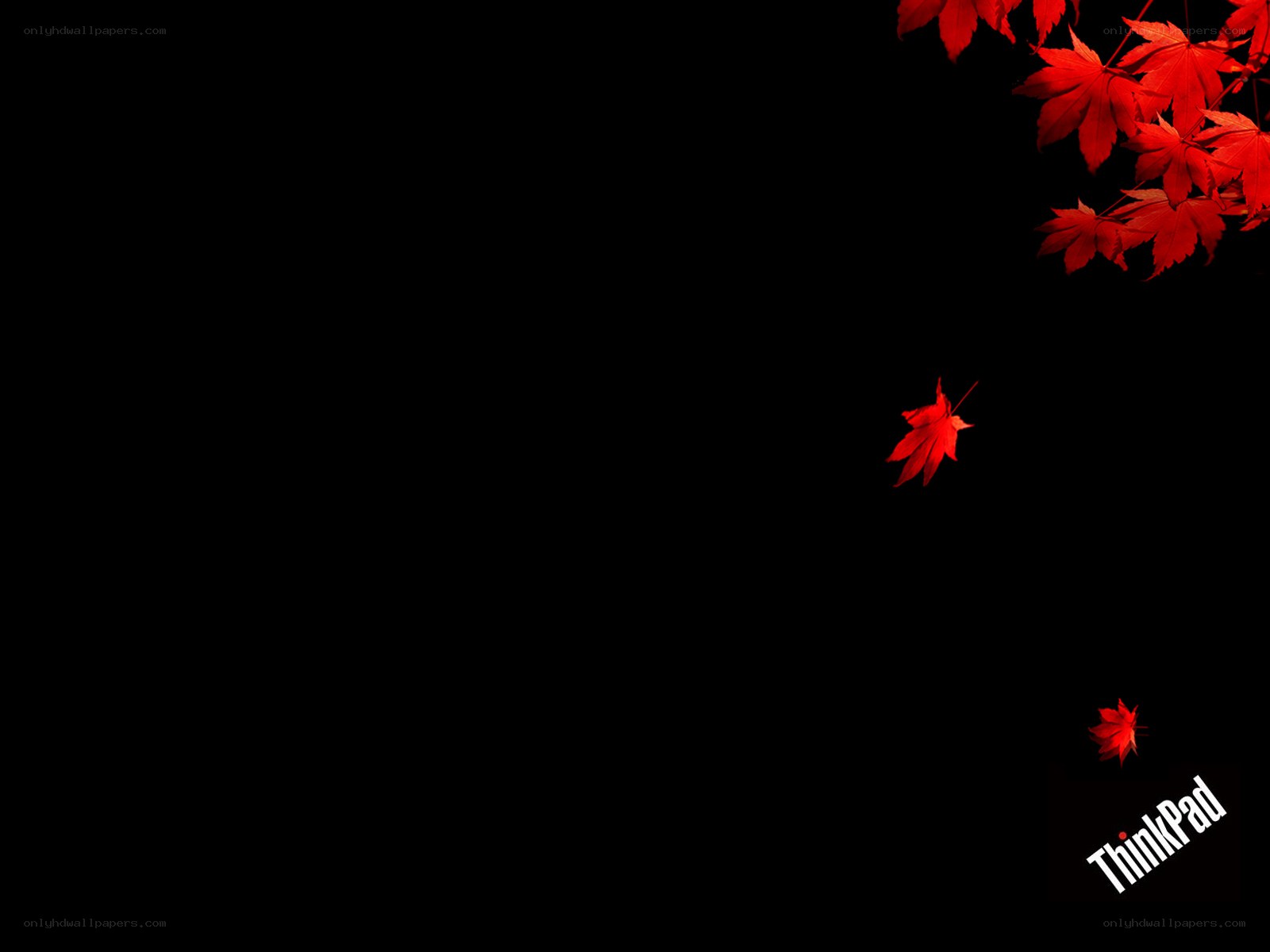 red leaves on black background