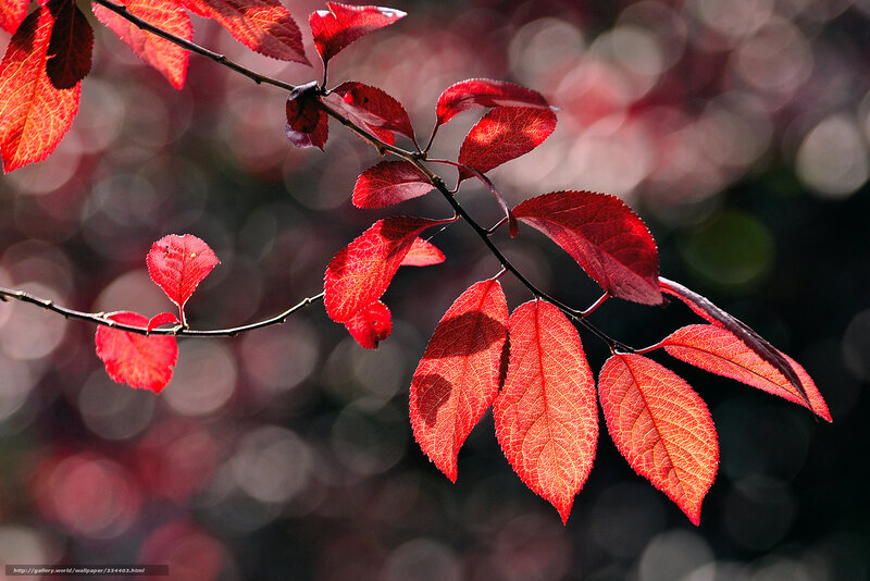 Red Leaves on Branch — Dramatic, Autumn, Photograph, Bokeh