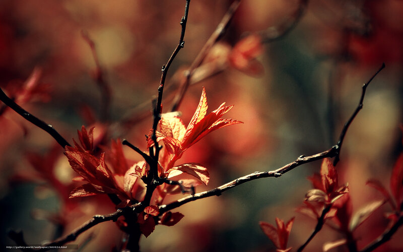 Red Leaves on Branch — Dramatic, Autumn, Photograph, Sunlight