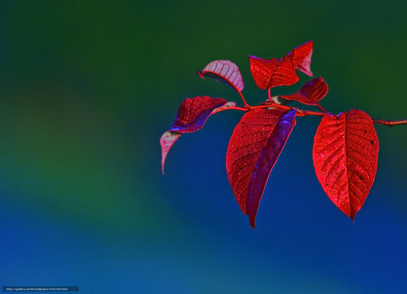 Red Leaves on Branch — Dramatic, Photograph