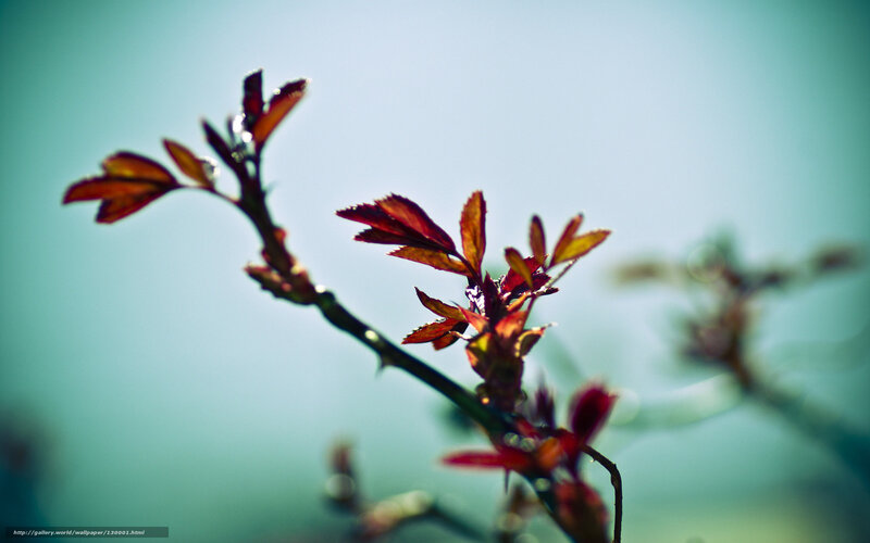 Red Leaves on Branch — Green