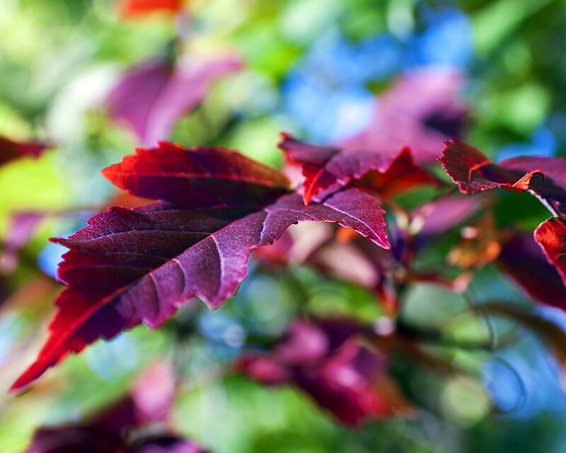 Red Leaves on Branch — Natural