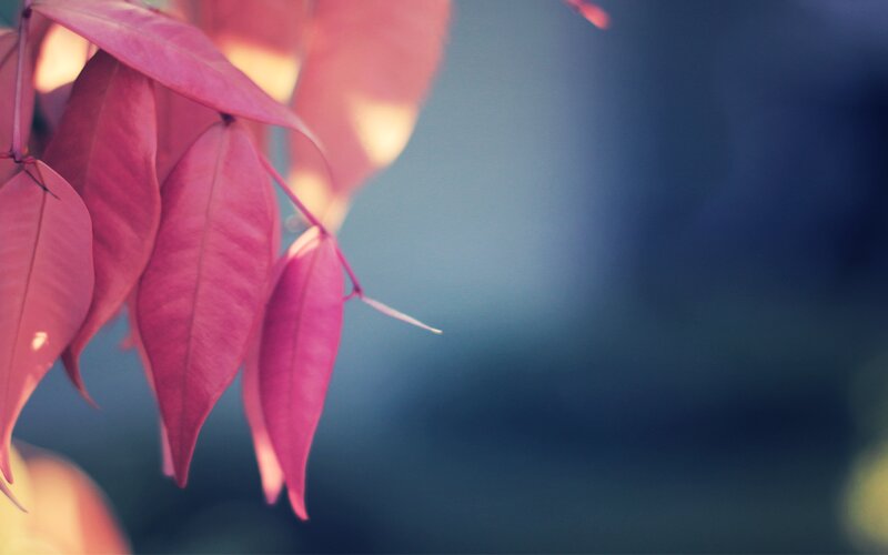 Red Leaves on Branch — Pink, Serene