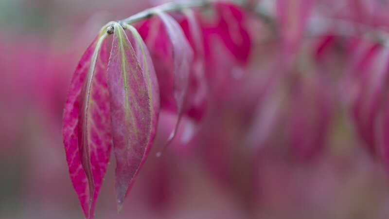 Red Leaves on Branch — Pink
