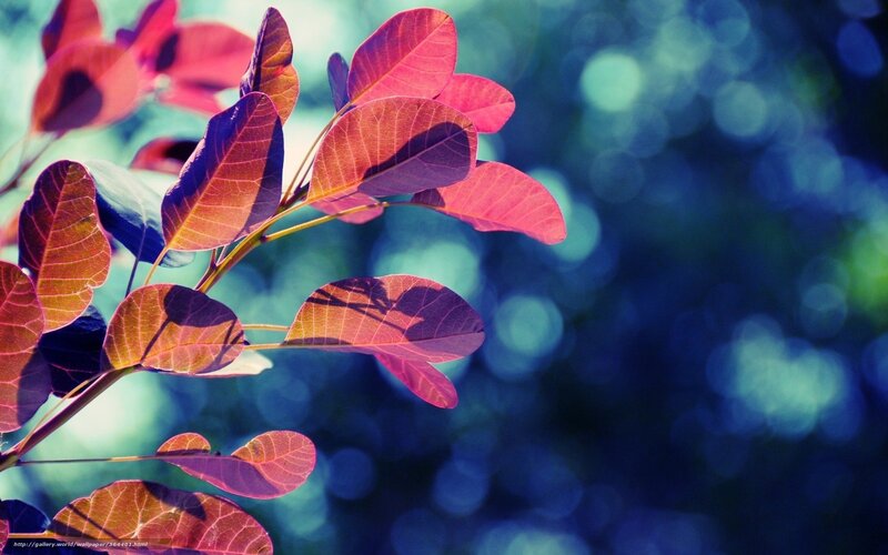Red Leaves on Branch — Serene, Autumn, Photograph, Bokeh