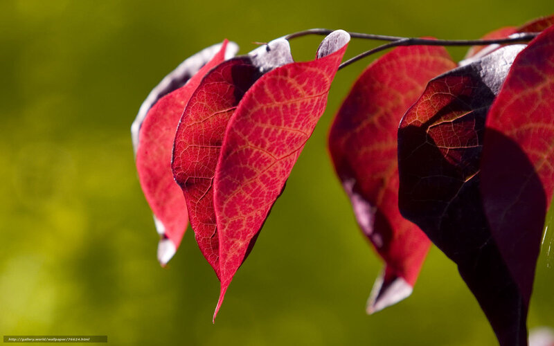 Red Leaves on Branch — Serene, Autumn, Photograph, Green Background