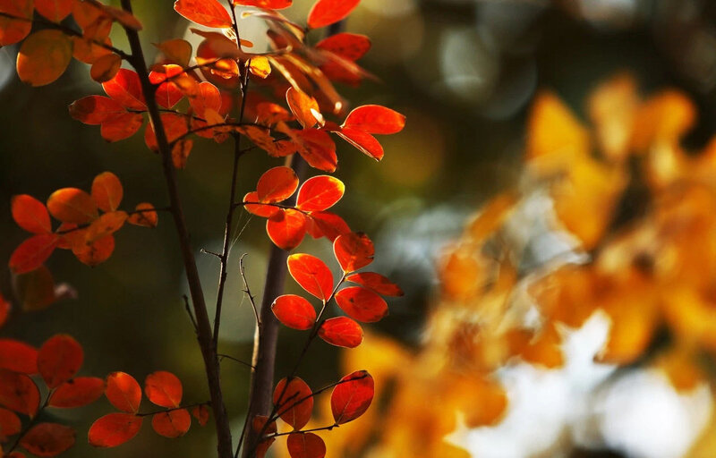 Red Leaves on Branch — Serene, Autumn, Photograph, Sunlight, Bokeh