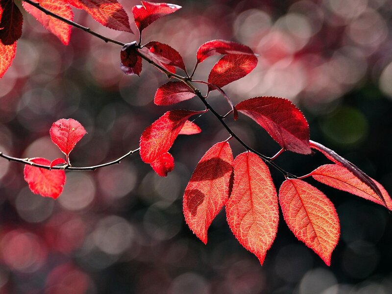Red Leaves on Branch — Serene, Autumn