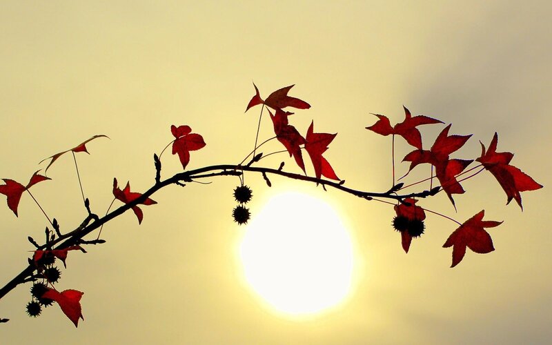 Red Leaves on Branch — Serene, Sunset