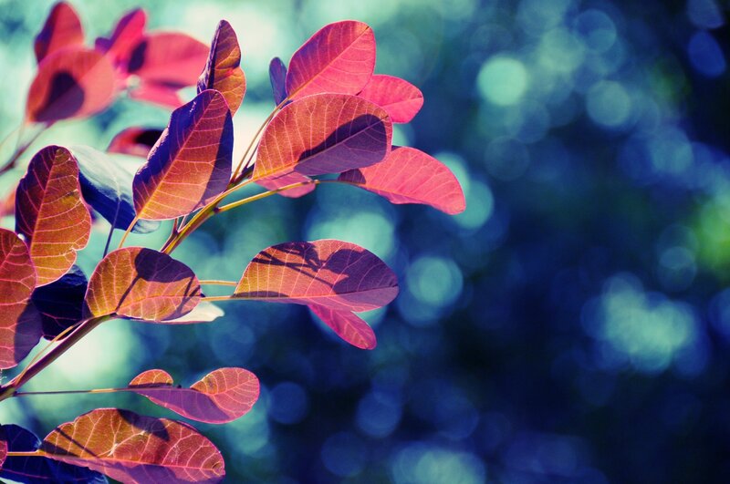 Red Leaves on Branch — Serene