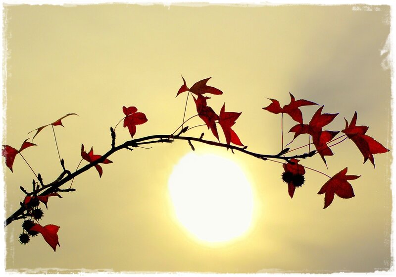 Red Leaves on Branch